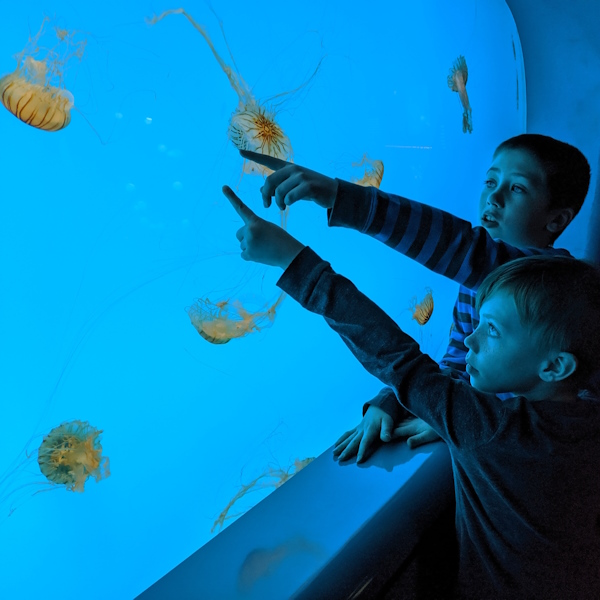 Kids pointing a jellyfish inside an aquarium