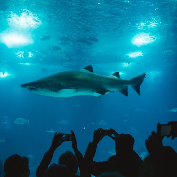 Shark on an Aquarium
